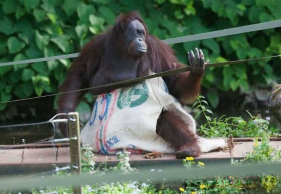 Орангутанг-девочка из зоопарка Пейтон сама смастерила себе платье