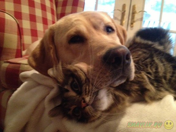 Собаки, облюбовавшие котов в качестве удобной мягкой подушечки