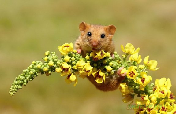 Умилительные мышки в дикой природе