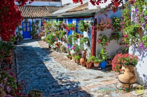 Самый красивый цветочный дворик в испанском городе Кордове