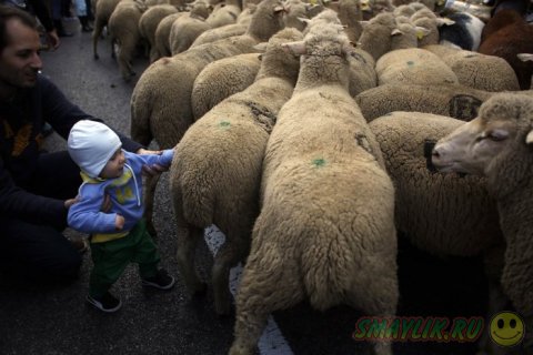 Ежегодный парад овец в столице Испании
