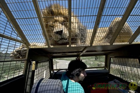 Safari Lion Zoo - зоопарк, где можно дотронуться до льва