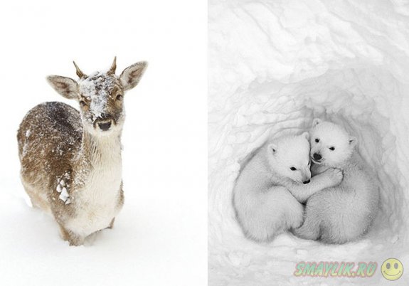 Милые зверята в зимнюю пору