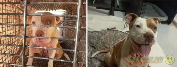 Животные до и после обретения любящих хозяев и нового дома