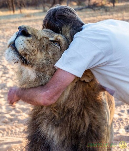 Необычный лучший друг у любителя львов из Южной Африки 