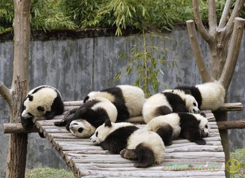 Эти забавные панды