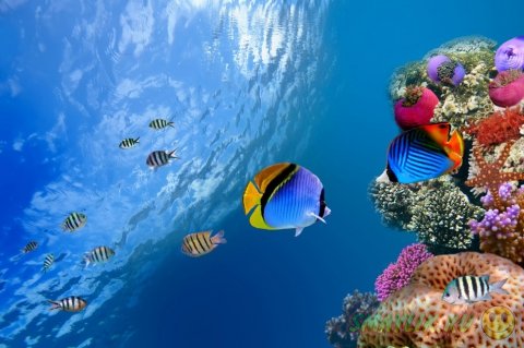 Подводная красота морей и океанов