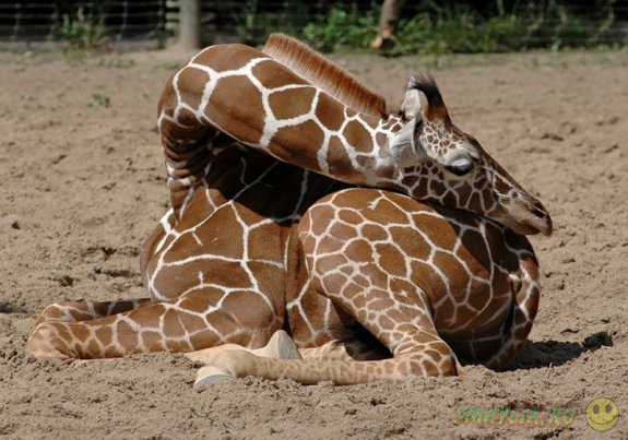 Трогательные и беззащитные - спящие жирафы