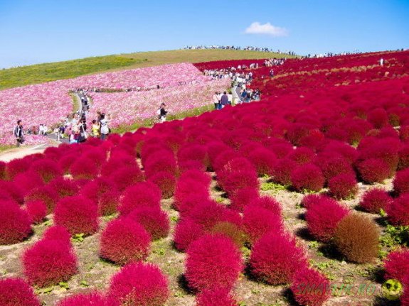 Красивый парк цветов в Японии 