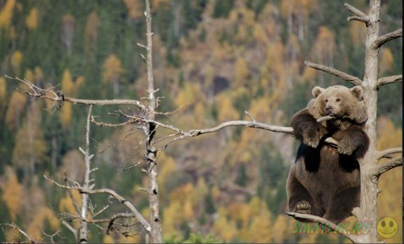 Милые косолапые медведи 