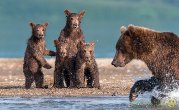 Милые косолапые медведи 