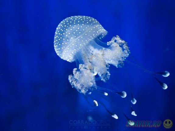 Красивые фотографии медуз