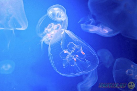 Красивые фотографии медуз