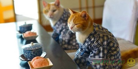Кошки и кимоно — новое увлечение в Японии