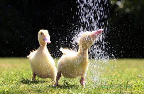 Животные под душем в летнюю жару