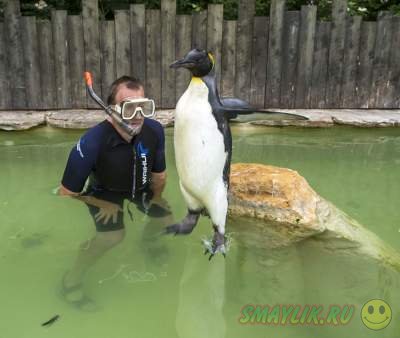 Как проходят уроки плаванья для пингвинов