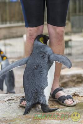 Как проходят уроки плаванья для пингвинов
