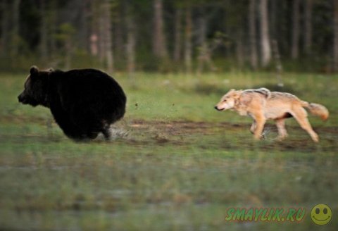 Необычная дружба между серой волчицей и бурым медведем