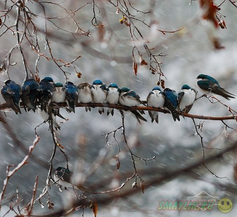 Подборка фотографий с милыми обнимающимися птицами