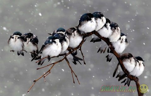 Подборка фотографий с милыми обнимающимися птицами