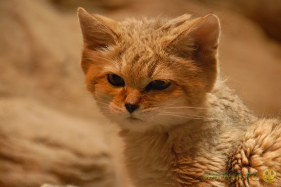 Пустынный кот