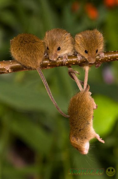 Мышки