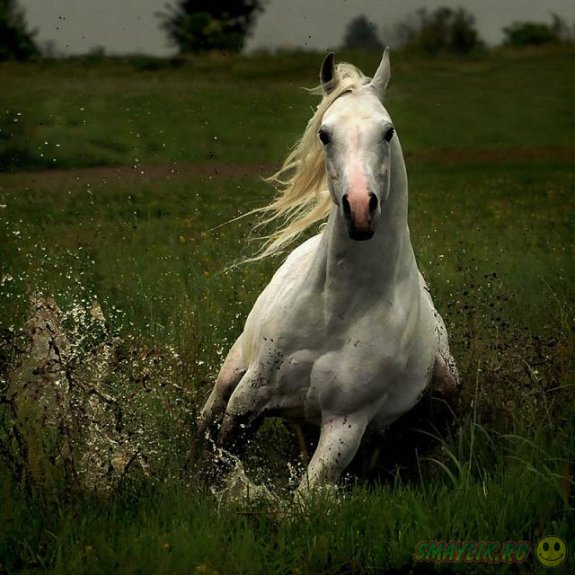 Сказачная красота лошадей