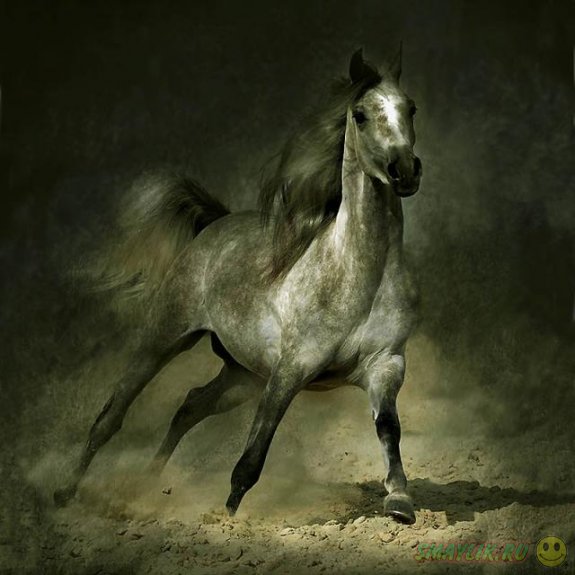 Сказачная красота лошадей