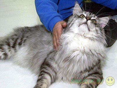 Жительница Екатеринбурга взяла кредит на покупку кота