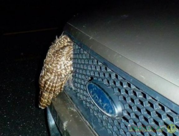 В США сова осталась жива застряв в решетке радиатора автомобиля