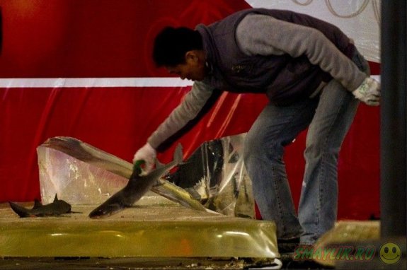 Огромный аквариум лопнул в торговом центре в Шанхае