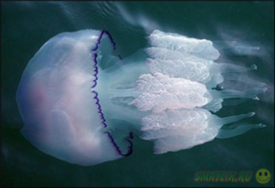 Балаклавскую бухту оккупировали миллионы медуз