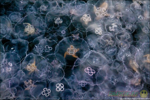Балаклавскую бухту оккупировали миллионы медуз