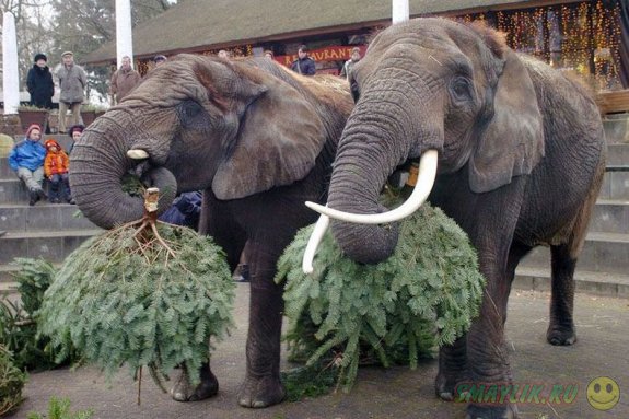 Новогодние елки для питомцев  зоопарка Берлина