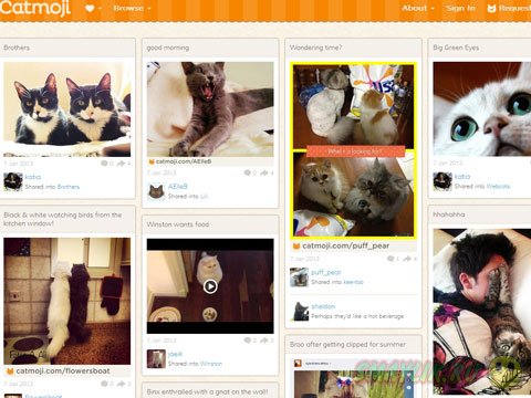 Для любителей котов создали  специализированную социальную сеть 