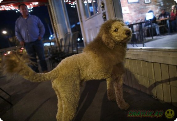В США гуляющего по улице пса приняли за сбежавшего льва