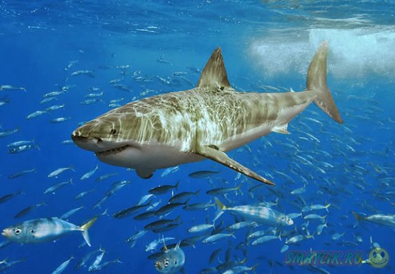 В Австралии  британский турист  оттащил темную акулу от пляжа за хвост 