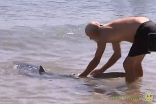 В Австралии  британский турист  оттащил темную акулу от пляжа за хвост 