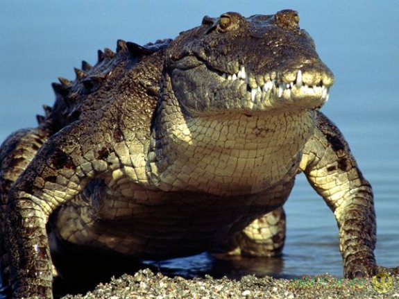 В ЮАР сбежавшие с фермы  крокодилы плавают вокруг домов местных жителей