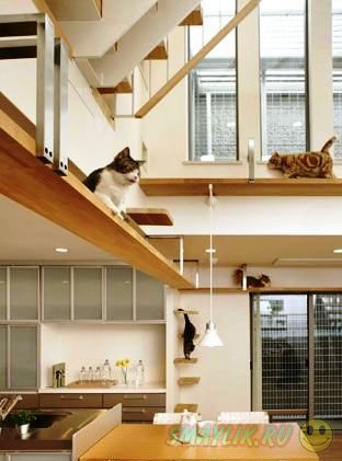 Японская компания построила идеальный дом для  кошек