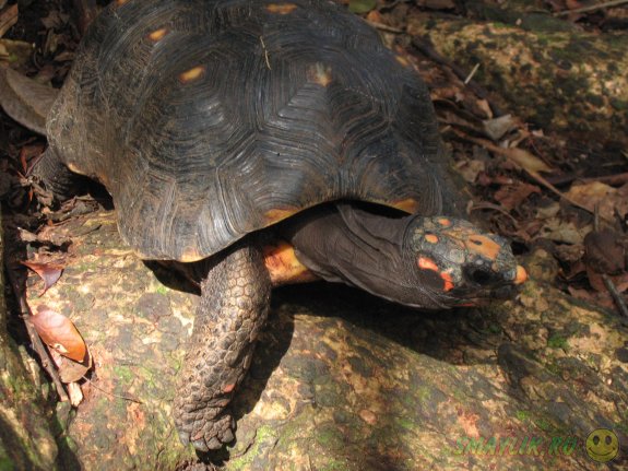 В Бразилии семья нашла  свою черепаху, потерявшуюся 30 лет назад 