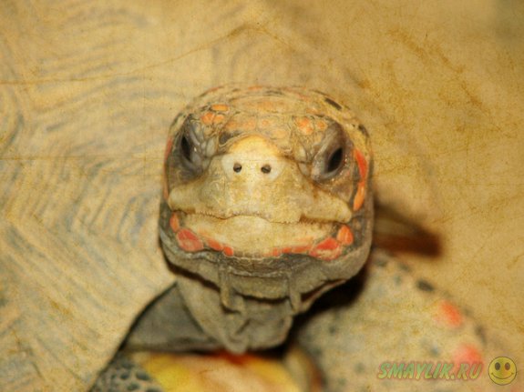 В Бразилии семья нашла  свою черепаху, потерявшуюся 30 лет назад 