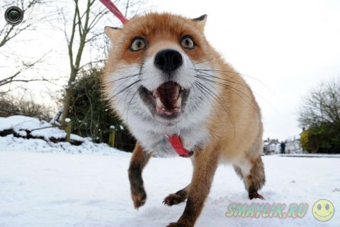 Дружелюбная лисица в  графстве  Уорикшир
