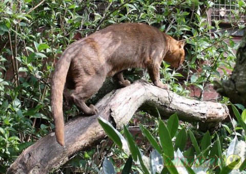 Ягуарунди  - дикая кошка Центральной и Южной Америки