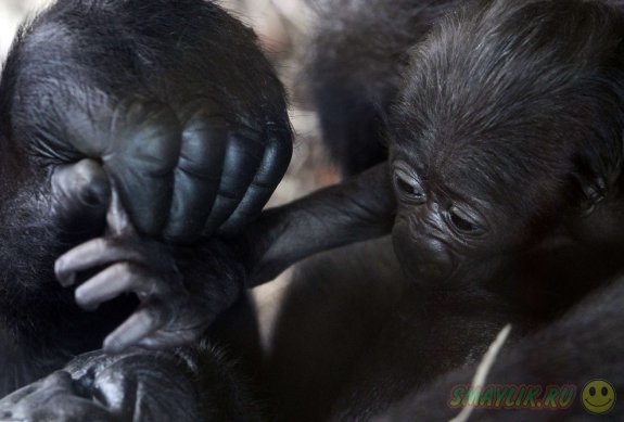 В Московском зоопарке появился на свет детеныш гориллы