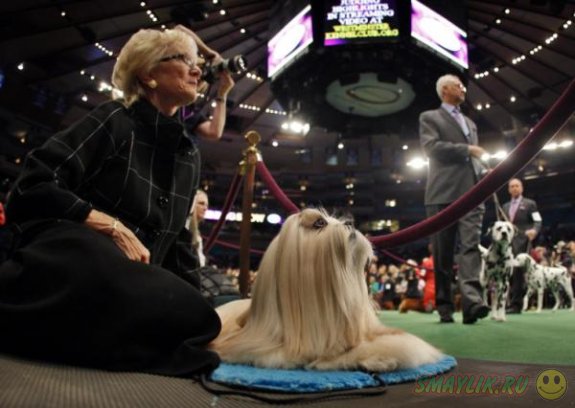 В США прошел старейший международный собачий конкурс красоты 