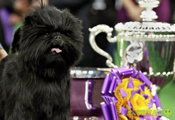 В США прошел старейший международный собачий конкурс красоты 