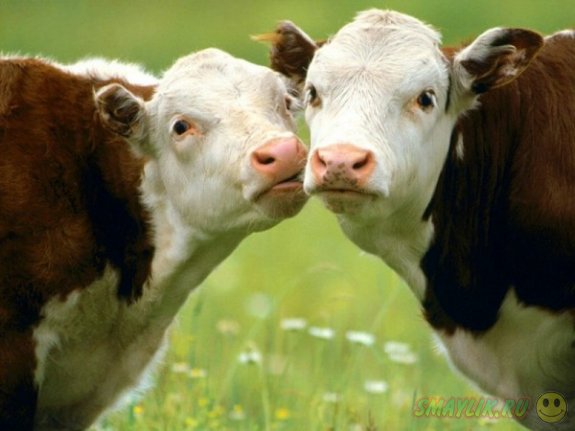 В Британии  для коров и бычков создали сайт знакомств