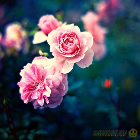 Удивительные цветы польской фотохудожницы