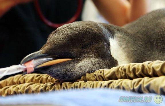 В Новой Зеландии нашли заблудившегося пингвина